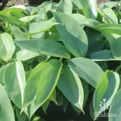 Philodendron Silver Sword 10 Philodendron Silver Sword -Eco Garden Shop silver sword in nusery