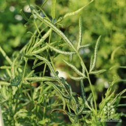 Pteris - Slender Brake Fern -Eco Garden Shop slender brake img 5305