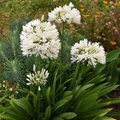 Eco Garden Shop -Eco Garden Shop snowball agapanthus