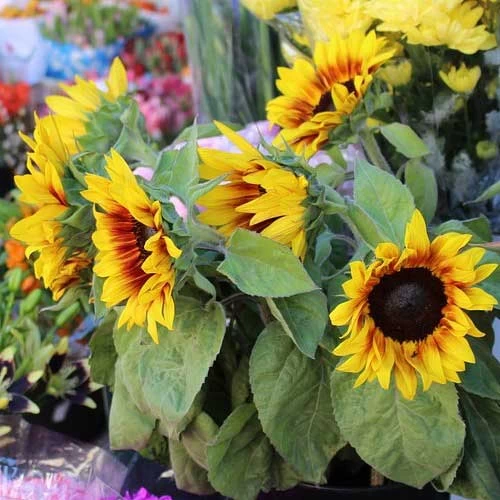 Sunflower Solar Flash - Seed 2 Sunflower Solar Flash - Seed - Image 2