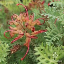 Grevillea Soopa Doopa -Eco Garden Shop sooper dooper buds