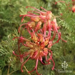 Grevillea Soopa Doopa -Eco Garden Shop sooper dooper two