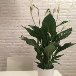 Spathiphyllum Maracay - Peace Lily -Eco Garden Shop spathi indoors