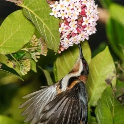 Rondeletia Amoena -Eco Garden Shop spine bill rondeletia