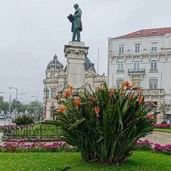 Strelitzia Reginae - Bird Of Paradise -Eco Garden Shop strelitzia reginae mature statue