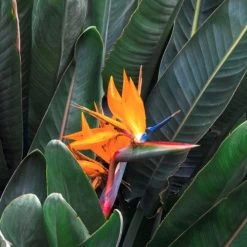 Strelitzia Reginae - Bird Of Paradise -Eco Garden Shop strelitzia and leaves 500 1