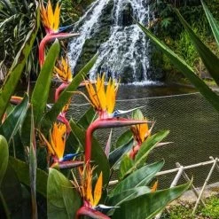 Strelitzia Reginae - Bird Of Paradise