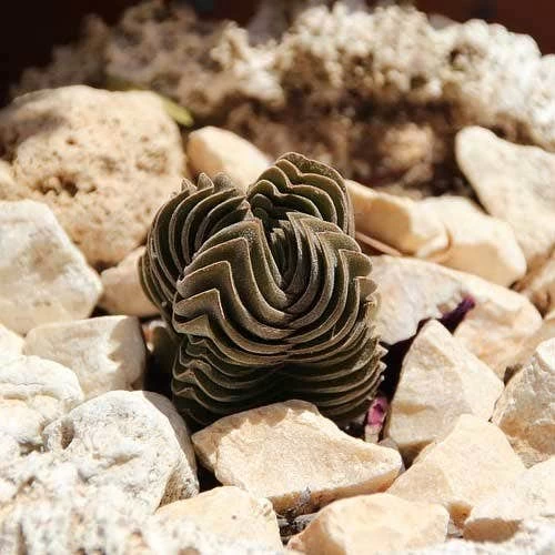 Crassula Buddha’s Temple - Succulent 8 Crassula Buddha’s Temple - Succulent - Image 8