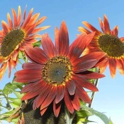 Sunflower Royal Velvet - Seed