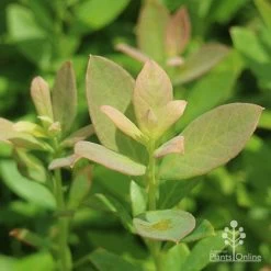 Blueberry Sunshine Blue -Eco Garden Shop sunshine blue foliage