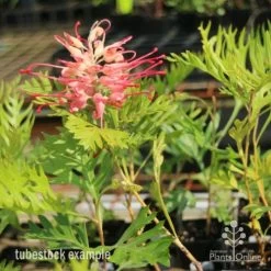 Grevillea Superb -Eco Garden Shop superb tube