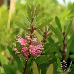 Callistemon Sweet Burst -Eco Garden Shop sweet burst buds