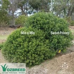 Murraya Sweet Privacy 16 Murraya Sweet Privacy -Eco Garden Shop sweet privacy min a min compare