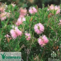 Callistemon Sweet Burst