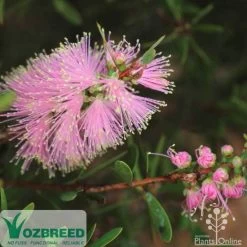 Callistemon Sweet Burst -Eco Garden Shop sweetburst flower