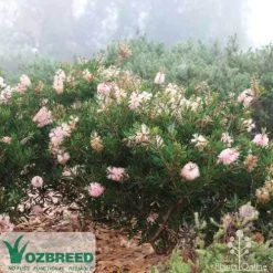 Callistemon Sweet Burst -Eco Garden Shop sweetburst misty