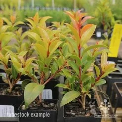 Syzygium Bush Christmas - Lilly Pilly 25 Syzygium Bush Christmas - Lilly Pilly -Eco Garden Shop syzygium bush christmas tubestock plants