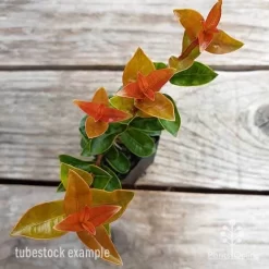 Syzygium Orange Twist - Lilly Pilly -Eco Garden Shop syzygium orange twist