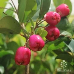 Syzygium Resilience - Lilly Pilly 15 Syzygium Resilience - Lilly Pilly -Eco Garden Shop syzygium resilience berries