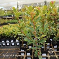 Syzygium Resilience - Lilly Pilly 17 Syzygium Resilience - Lilly Pilly -Eco Garden Shop syzygium resilience tubestock tall