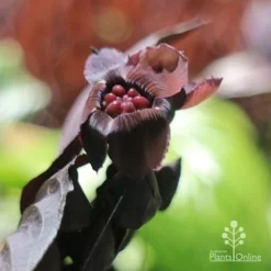Bat Plant - Tacca -Eco Garden Shop tacca flower closeup