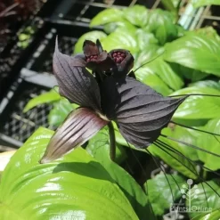 Bat Plant - Tacca -Eco Garden Shop tacca in nursery top