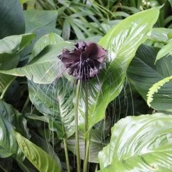 Bat Plant - Tacca