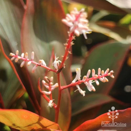 Cordyline Fruticosa Tangelo 7 Cordyline Fruticosa Tangelo - Image 7