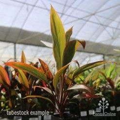Cordyline Fruticosa Tangelo 31 Cordyline Fruticosa Tangelo -Eco Garden Shop tangelo tube in nursery
