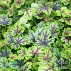 Heucherella Tapestry - Foamy Bells 18 Heucherella Tapestry - Foamy Bells -Eco Garden Shop tapestry colour range