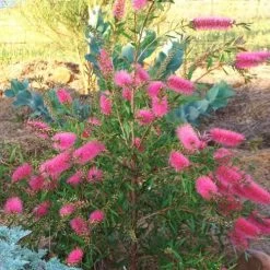 Callistemon Taree Pink 11 Callistemon Taree Pink -Eco Garden Shop taree pink 500