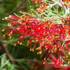 Grevillea Mini Marvel 25 Grevillea Mini Marvel -Eco Garden Shop thelemanniana grevillea flower
