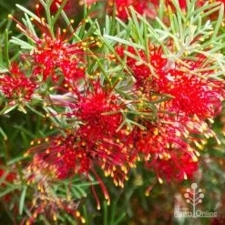 Grevillea Mini Marvel