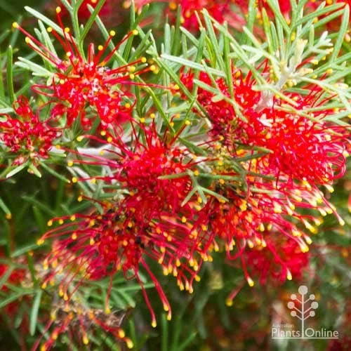 Grevillea Mini Marvel 1 Grevillea Mini Marvel