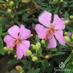 Tibouchina Chameleon -Eco Garden Shop tib chameleon flowers 500 1