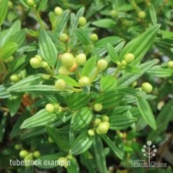 Tibouchina Chameleon -Eco Garden Shop tib chameleon leaf 500 1