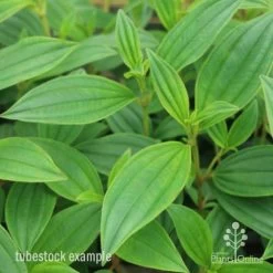 Tibouchina Illusion -Eco Garden Shop tib illusion leaf 500 1