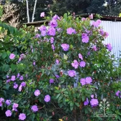 Tibouchina Allure -Eco Garden Shop tibouchina allure bush