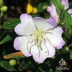 Tibouchina Chameleon -Eco Garden Shop tibouchina chameleon close