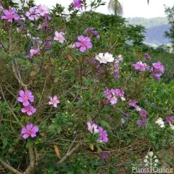 Tibouchina Chameleon -Eco Garden Shop tibouchina chameleon 2