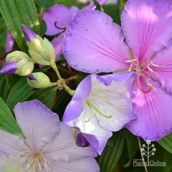 Tibouchina Illusion -Eco Garden Shop tibouchina illusion three colours