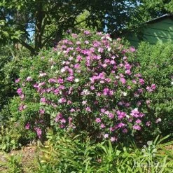 Tibouchina Chameleon -Eco Garden Shop tibouchina mutable