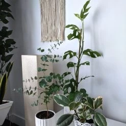 Philodendron Minima - Mini Monstera -Eco Garden Shop tineke ficus and mini monstera