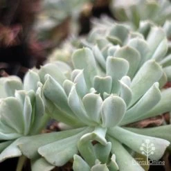 Echeveria Topsy Turvy - Succulent -Eco Garden Shop topsy echeveria