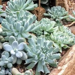 Echeveria Topsy Turvy - Succulent -Eco Garden Shop topsy turvy planted 2