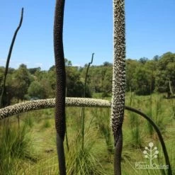 Xanthorrhoea - Grass Tree -Eco Garden Shop two stages of grass tree flowerspike