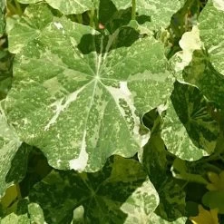 Nasturtium Alaska Salmon Variegated - Seed -Eco Garden Shop variegated nasturtiums leaf