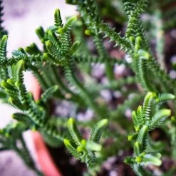 Crassula - Watchchain, Rat Tail Succulent -Eco Garden Shop watchchain closeup