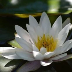 Water Lily Hermine - 1 Bulb -Eco Garden Shop water lily shade