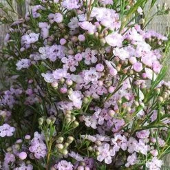 Chamelaucium Dancing Queen - Waxflower -Eco Garden Shop wax dancing queen pg